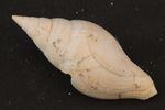 Schnecke_Nr PB10